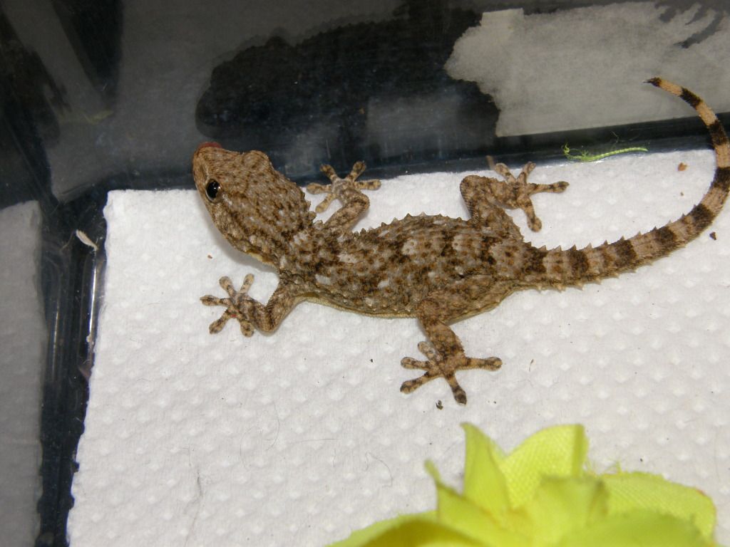 arboreal geckos Reptile Forums